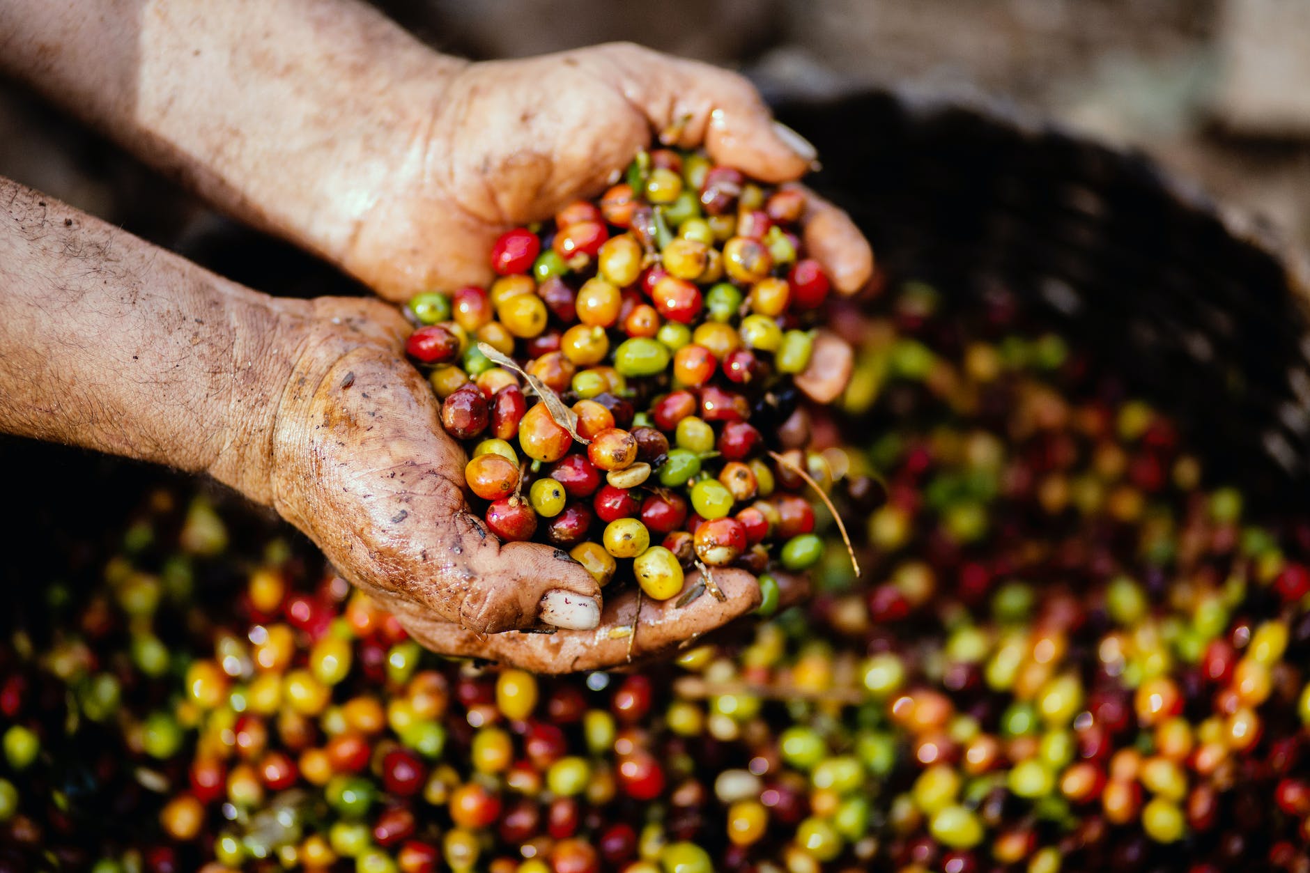 Coffee beans fruits